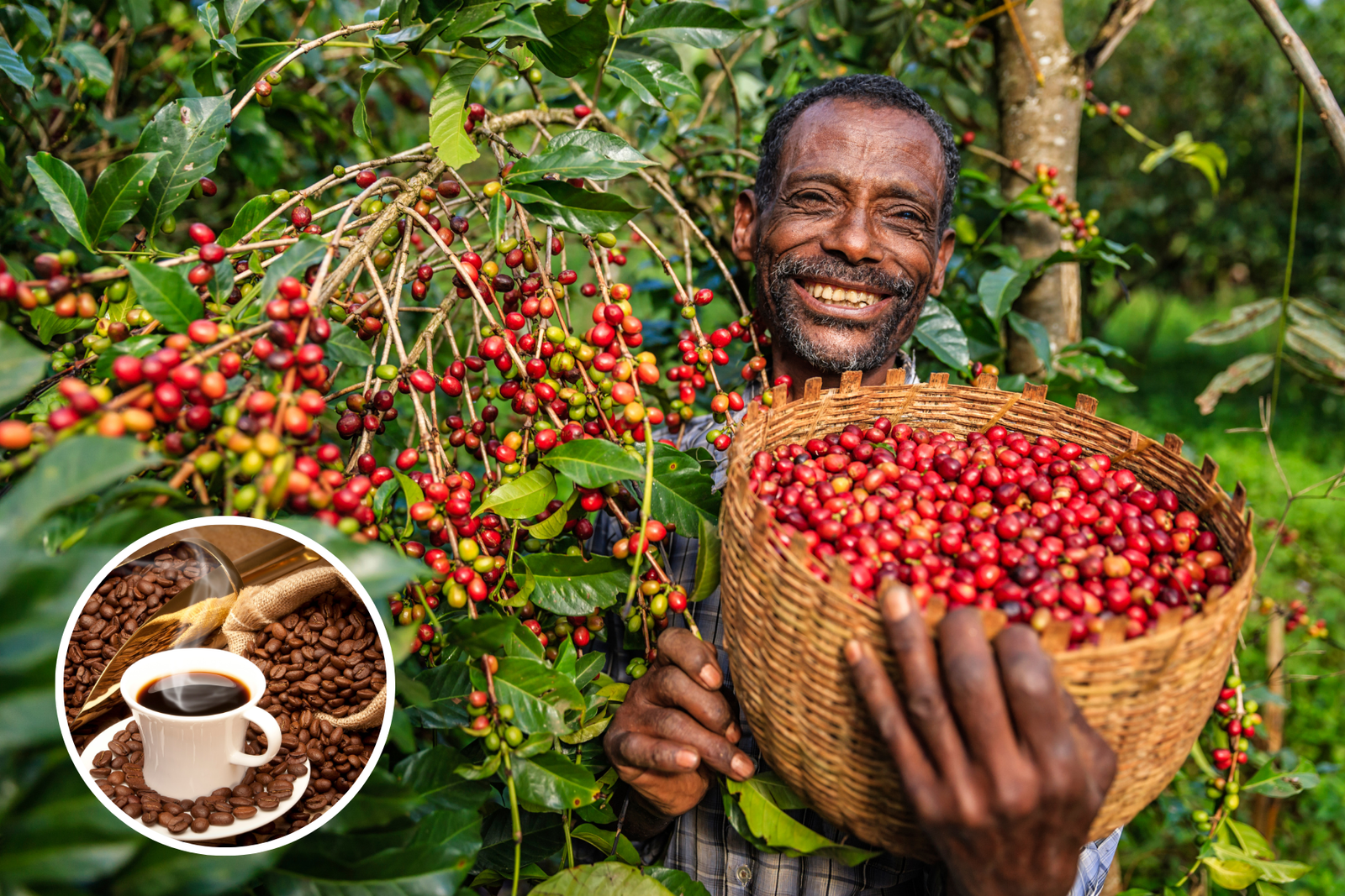 Top 10 Coffee Producing Countries in the World