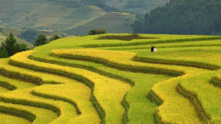 Top 10 Rice Producing Countries in the World